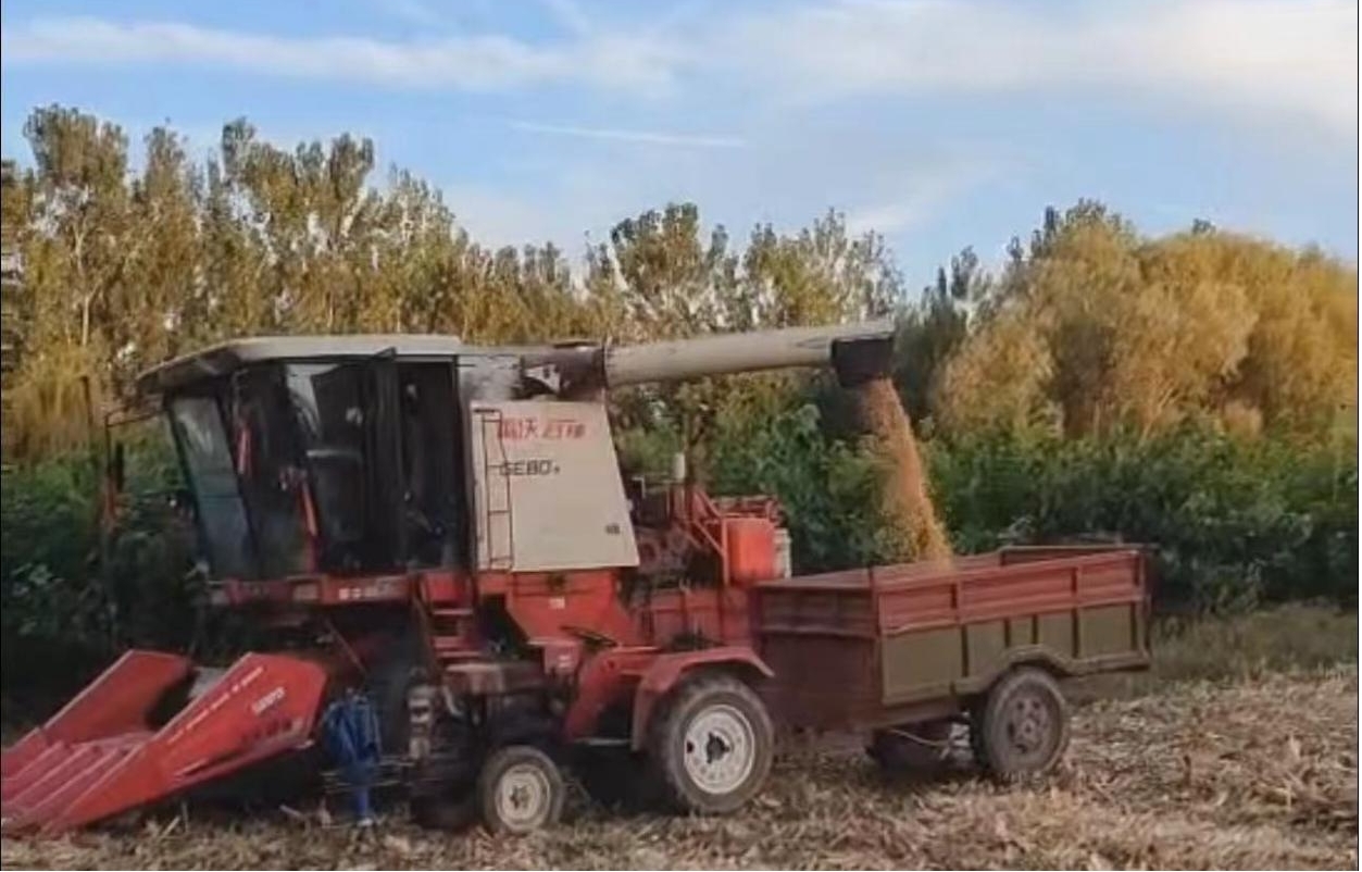 闲置苗木地转型玉米种植 喜获丰收