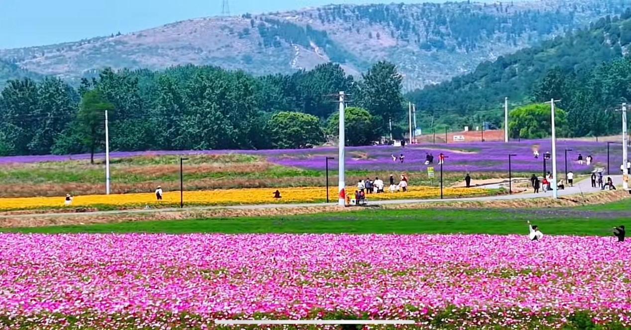 拂晓园林公司西山花海项目迎来旅游高峰